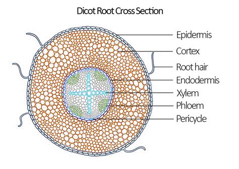 Diagram The Internal Structure Of A Dicot Root After Primary Quizlet
