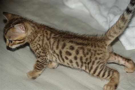 We breed exotic purebred bengal kittens for sale of exceptionally rare beauty & extreme intelligence. Bengal Kitten Male 4 months FOR SALE ADOPTION from ...