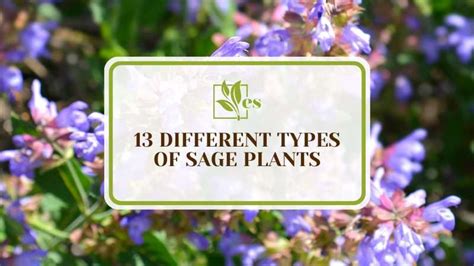 13 Different Types Of Sage Plants That Grow Easily Evergreen Seeds