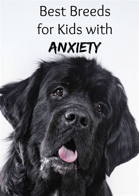 4 Best Dog Breeds For Kids With Anxiety Dogvills