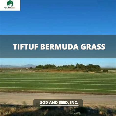 Tiftuf Bermuda Grass Sod And Seed