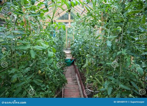 Vegetable Greenhouse Stock Photo Image 58948919