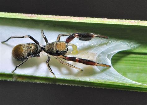 Small Black Ant Mimicking Spider Ligonipes Semitectus