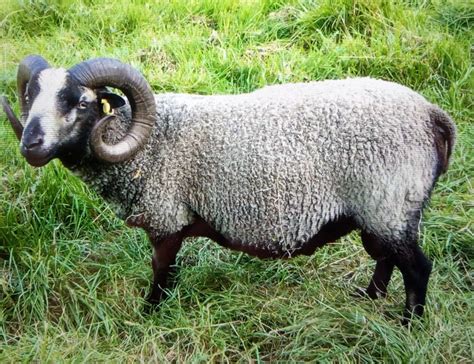 Ram For Sale Shetland Sheep Society