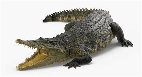 3d Crocodile Rigged