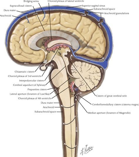 Ventricles And The Cerebrospinal Fluid Neupsy Key