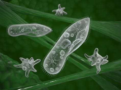 Multi And Unicellular Organisms Science Quiz Quizizz