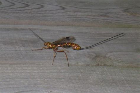 2 ) some scientists theorize that high oxygen levels during the paleozoic. Wasp-like or Dragonfly-like insect - Megarhyssa macrurus ...