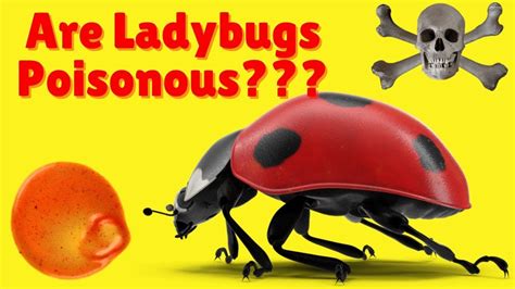 are ladybugs poisonous do ladybugs bite how to get rid of ladybugs youtube