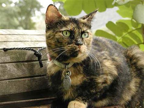 Tortoiseshell Cats Your Best Photo Site For Cats And Kittens