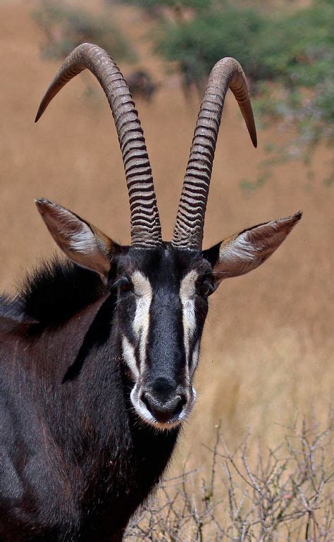 Sable Antelope Hippotragus Niger Adult Male Tswalu Kalahari Reserve