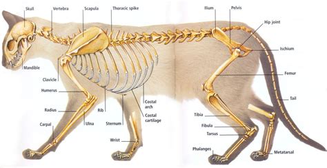 Introduction anatomical terminology early development pet senses cardiovascular system 2021 ultimate guide to cat anatomy. Cat's Skeletal System | sunshinedogandcatclinic