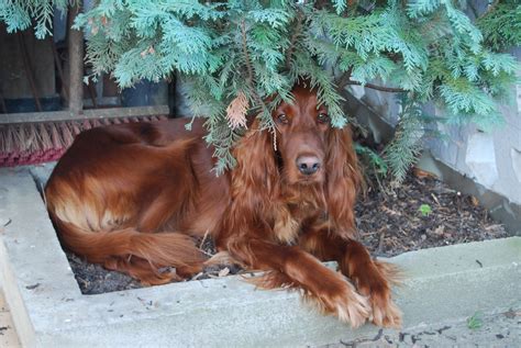 Free Images Park Brown Rest Spaniel Vertebrate Favorite Place