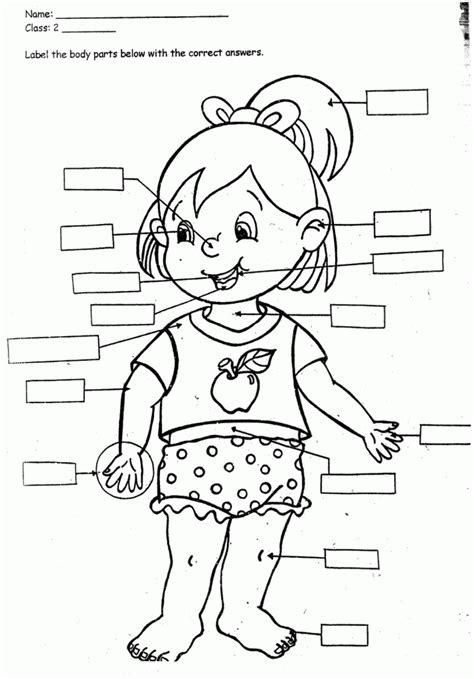 Coloring page living the word of wisdom shows respect for my body. Preschoolers Coloring Pages Of The Human Body - Coloring Home