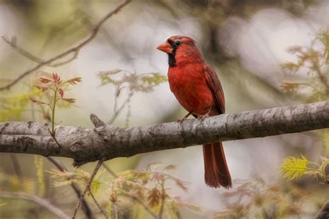 Northern Cardinal Hd Birds 4k Wallpapers Images Backgrounds Photos