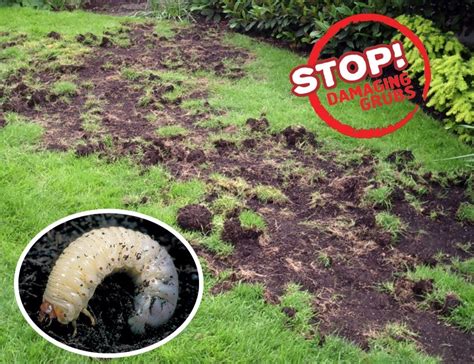 How To Reseed A Lawn Following Grub Damage