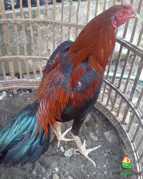 Ayam Bangkok Usia 6 Bulan Pesanan Pelanggan Setia Kami di Daerah Tomang