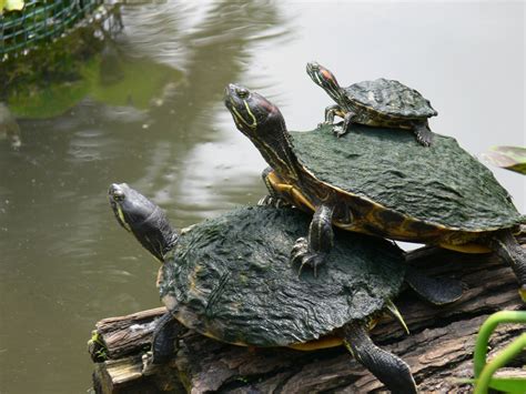Red Eared Slider Turtle Information And Pictures For Tortoise