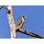 Cannon Beach Birder Peregrine Falcon