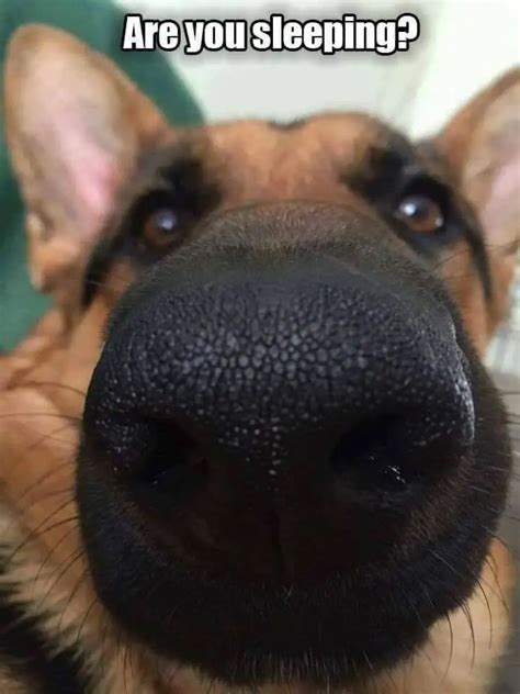 German Shepherd Dog Memes Shepherds Malinois Funniest Rottweiler Melt