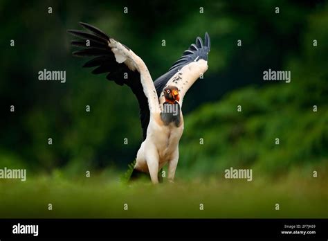 King Vulture Sarcoramphus Papa Large Bird Found In Central And South