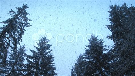 Snow Falling On Evergreens During Winter In Pacific Northwest Stock