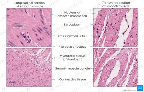 Smooth Muscle Structure Function Location Kenhub