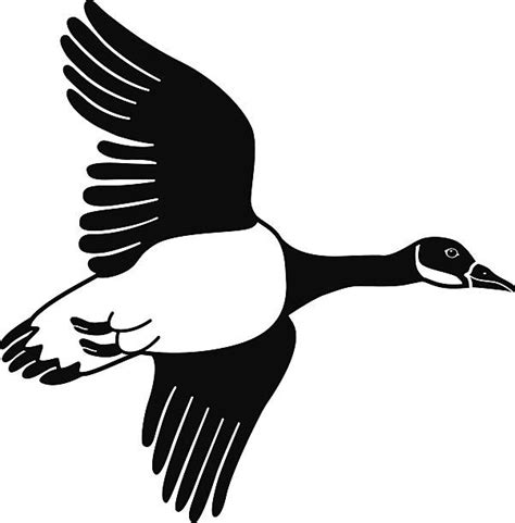Canadian Geese Flying Clip Art Vector Images And Illustrations Istock