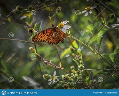 Gulf Fritillary Butterfly Drinking Nectar Stock Image Image Of Orange