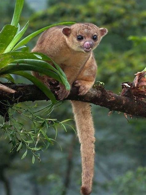 The Kinkajou Also Known As The Honey Bear A Name It Shares With The