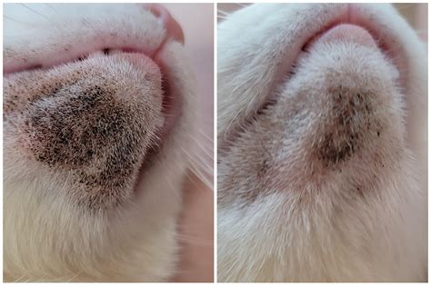 Our Cats Chin With Blackheadsfeline Acne Before And After We Changed