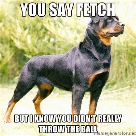 Rottweiler Memes Doggypedia