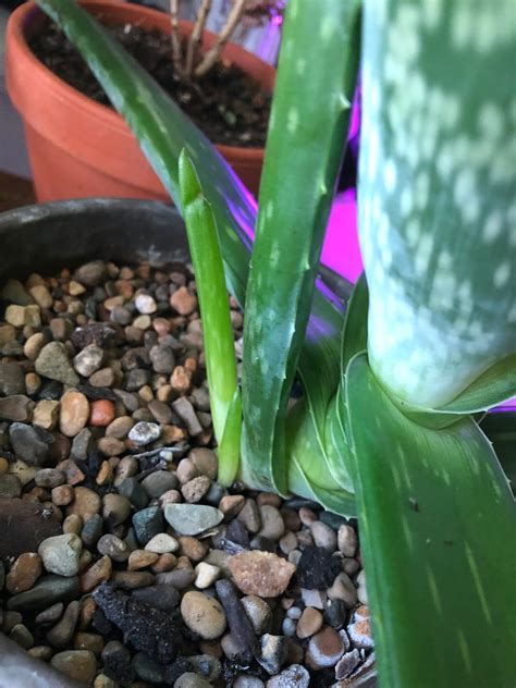 You're right you shouldn't water aloe plants much at all, being arid plants, and suseptable to root rot, but i didn't know the roots yes, they are very slow growers, but constant and gentle care results in healthy and useful plants. Lily's Indoor Jungle: How to Care for Aloe Vera