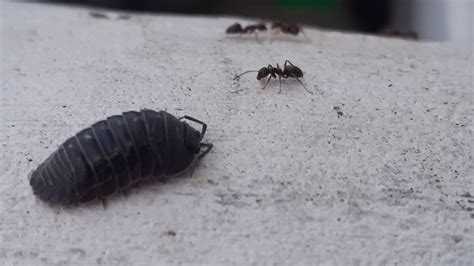 Woodlouse How To Prevent And Get Rid Of Woodlice In The House