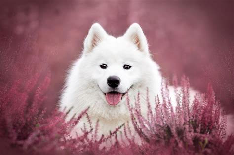 Download Flower Stare Dog Animal Samoyed Hd Wallpaper