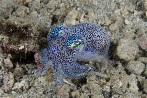 Somerset House Images Indonesia Bobtail Squid Burrows Into Sea Floor