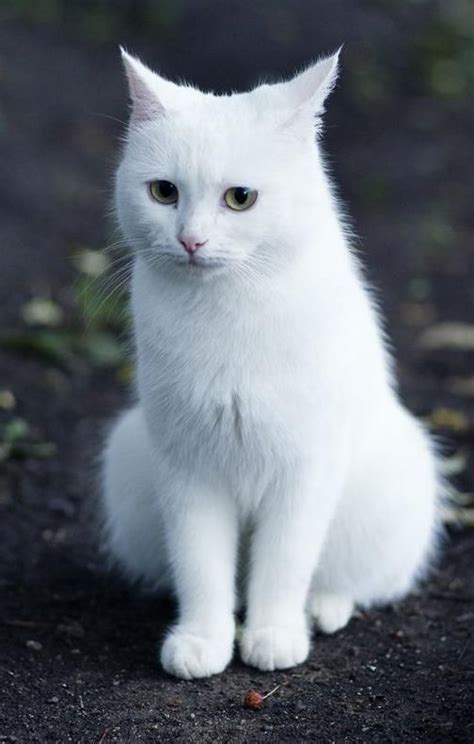 35 Smart And Cute Cats For You None Gorgeous Cats Pretty Cats Kittens
