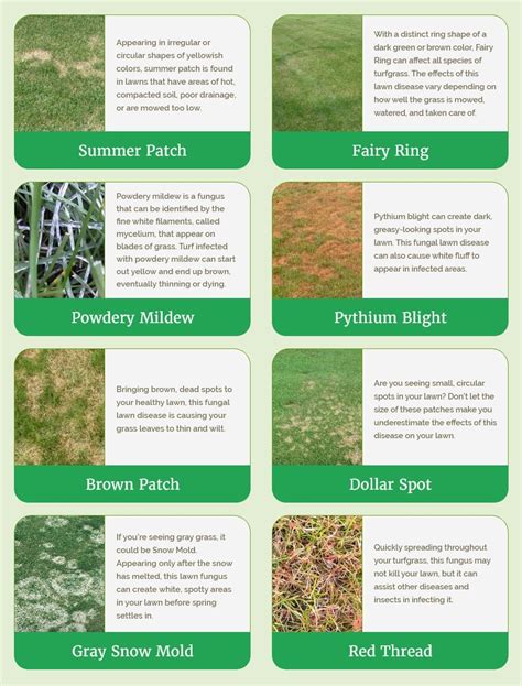 Lawn Disease Identification Chart How To Identify Diseases In Your