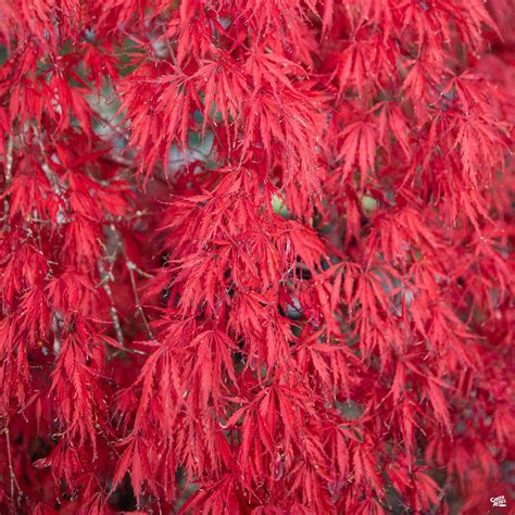 Japanese Laceleaf Maple Garnet — Green Acres Nursery And Supply