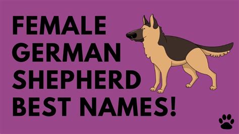 Female German Shepherd Names 43 Great Ideas Names Youtube