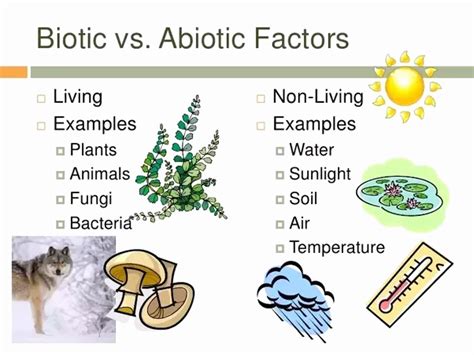 50 Abiotic Vs.biotic Factors Worksheet Answers | Chessmuseum Template