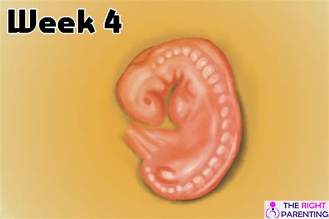 Pregnancy Symptoms Week 4 Week By Week Pregnancy