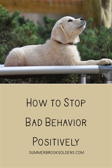 How To Stop Bad Behavior Positively Summer Brook