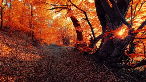 Forest At Sunset Wallpapers Wallpaper Cave