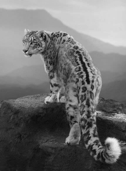 Theres Nothing I Love More About Snow Leopards Then Their