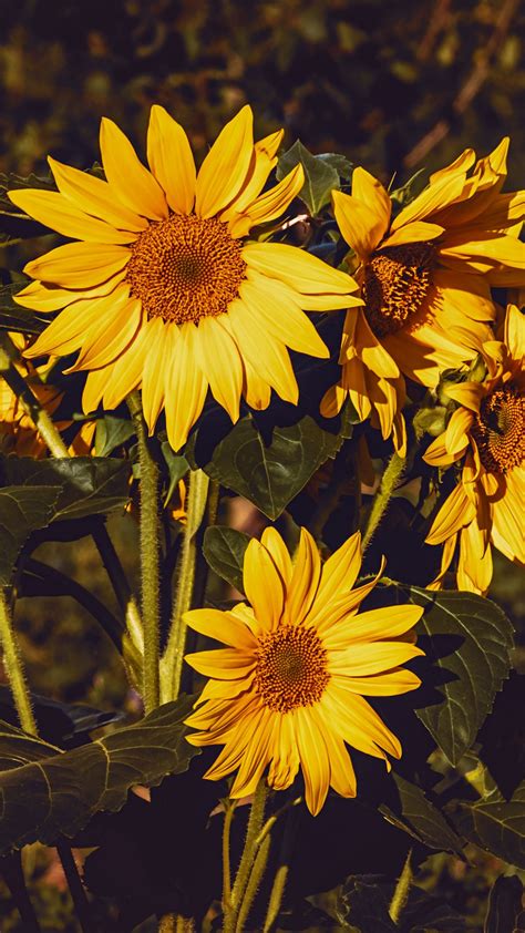Download Wallpaper 1350x2400 Sunflower Flowers Summer Yellow Iphone 876s6 For Parallax
