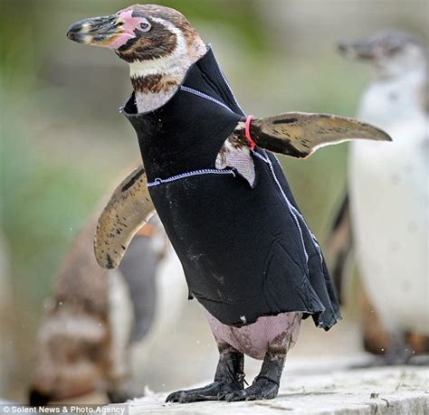 Sanity Preferred The Naked Penguin