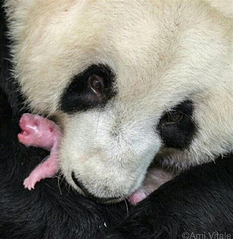 Oso Panda Recién Nacido Nature Is Speaking Martin Schoeller Seven