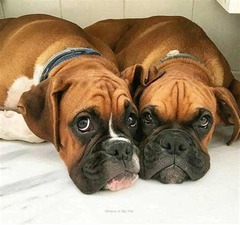 Boxer Dog Funny Face Momments Follow Us To See More