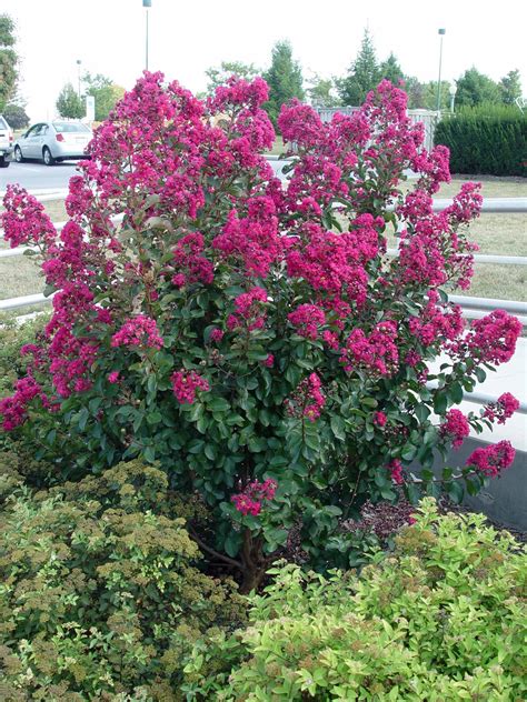 Crepe Myrtle Pink Velour Landscaping Plants Landscaping Retaining